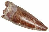 Juvenile Fossil Spinosaurus Tooth - Real Dinosaur Tooth #348671-1